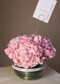 Classic Pink Hydrangea