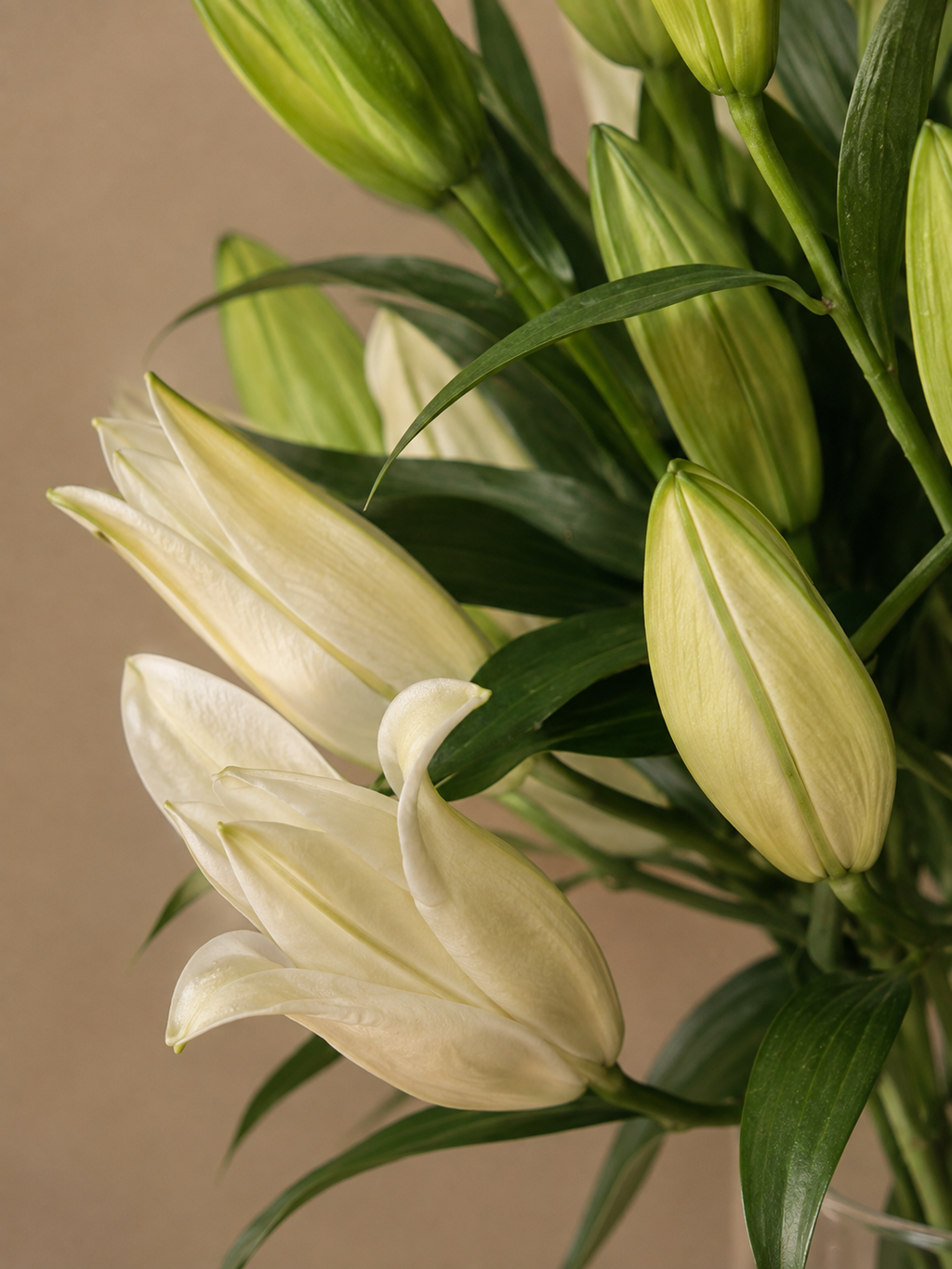Ivory Lily - 10 stems