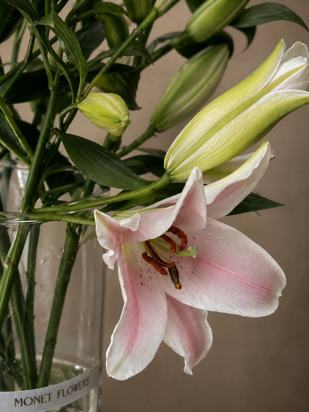 Blush Lily - 10 stems