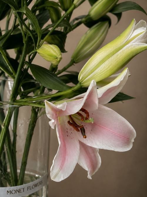 Blush Lily - 10 stems
